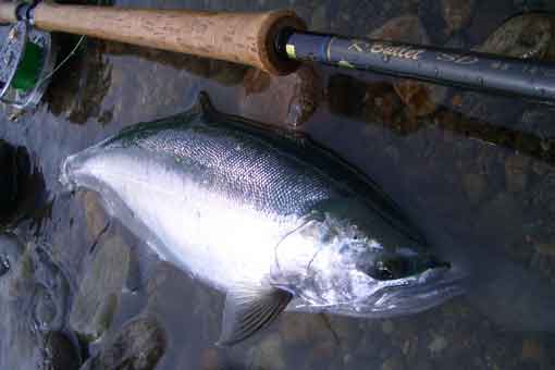 チーム K・Bullet サクラマス